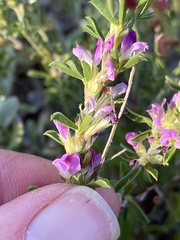Psoralea decumbens