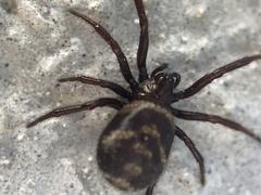 Steatoda albomaculata