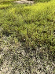 Panicum repens