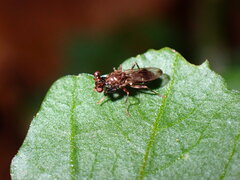 Sphyracephala brevicornis