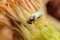 Pteromalus