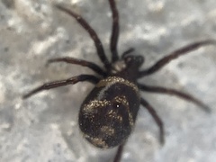Steatoda albomaculata