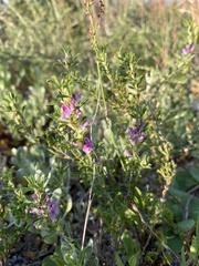 Psoralea decumbens
