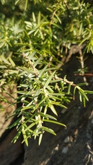 Juniperus oxycedrus