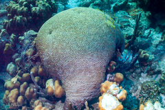 Pseudodiploria strigosa