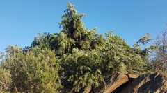 Juniperus oxycedrus