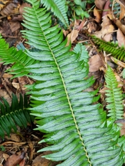Blechnum punctulatum