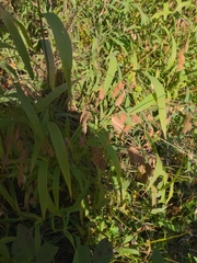 Chasmanthium latifolium