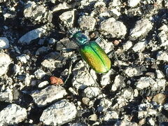 Cicindela scutellaris