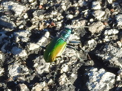 Cicindela scutellaris
