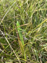 Ruspolia nitidula