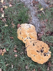 Aurantiporus croceus