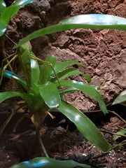 Arachnacris corporalis