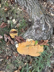 Aurantiporus croceus
