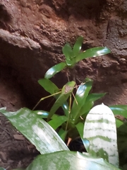 Arachnacris corporalis
