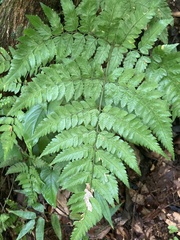 Polystichopsis chaerophylloides
