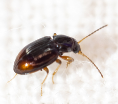 Elaphropus