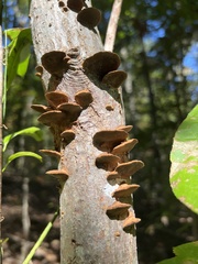 Hapalopilus rutilans