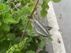 Abelmoschus moschatus