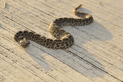 Crotalus aquilus