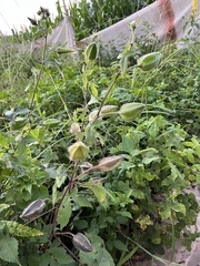 Abelmoschus moschatus