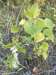 Symphoricarpos occidentalis