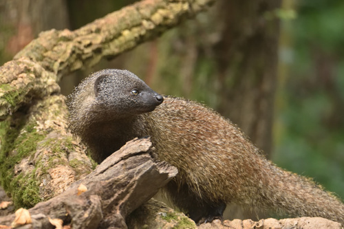 Egyptian Mongoose, photo 3 of 9