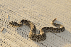 Crotalus aquilus