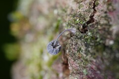 Mycena pseudocorticola