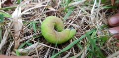 Smerinthus ocellata