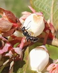 Camponotus