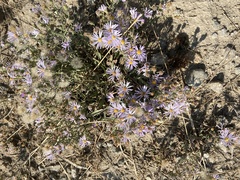 Dieteria canescens