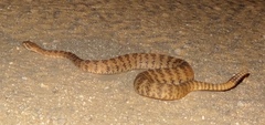 Crotalus tigris