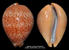 Callistocypraea broderipii