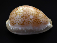 Callistocypraea broderipii