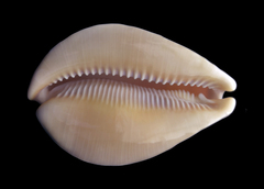 Callistocypraea broderipii
