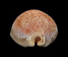 Callistocypraea broderipii