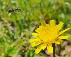 Platycheirus chalconota