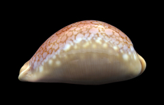 Callistocypraea broderipii