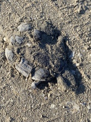 Malaclemys terrapin