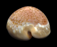 Callistocypraea broderipii