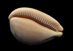Callistocypraea broderipii