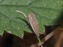 Thamnotettix dilutior