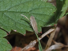 Thamnotettix dilutior