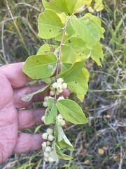 Symphoricarpos occidentalis