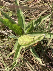 Asclepias viridis