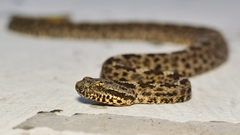 Crotalus aquilus