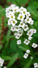 Lobularia