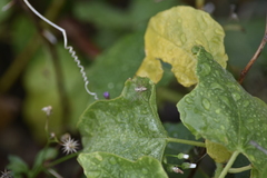 Oxyopes