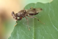 Sphyracephala brevicornis